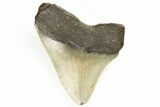 Serrated, Juvenile Megalodon Tooth - North Carolina #190919-1